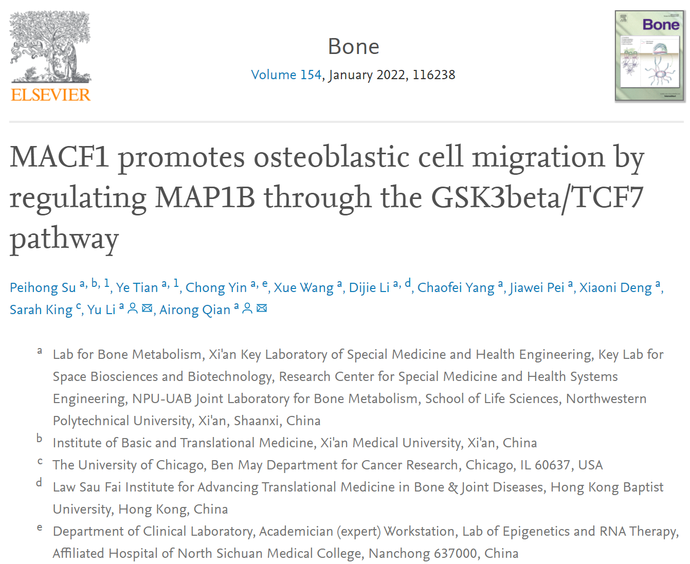 Bone：MACF1通过GSK3β/TCF7通路上调MAP1B促进成骨系细胞迁移